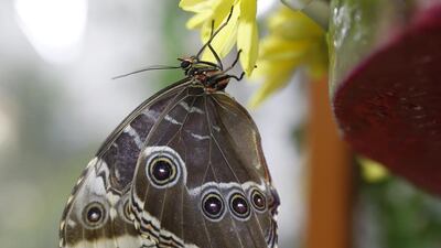 A colourful selection of the 26 species can be seen at the Dubai Butterfly Garden. Antonie Robertson / The National