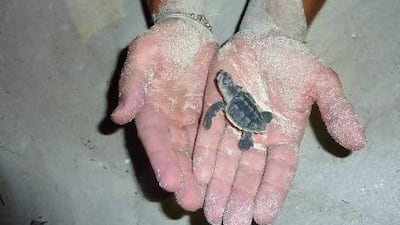 One of the Hawksbill turtle hatchlings is helped by a member of the environmental services team at the TDIC to reach the sea. It was the first successful hatching of a nest on Saadiyat island this year. Courtesy TDIC