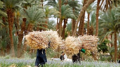 Jenaan Investment owns and leases properties in Egypt and Sudan, as well as leasing land in Tanzania, Ethiopia and the US.