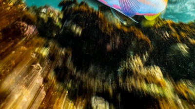 Enrico Somogyi's shot captured in Marsa Alam, Egypt won the Compact category. Photo: UPY2023 / Enrico Somogyi