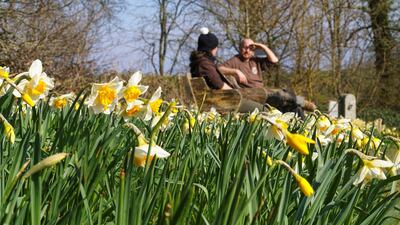 Two gardeners at Heligan Gardens take a break amongst the spring daffodils. Getty Images