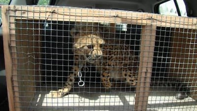 Picture shows: Cheetah caught wondering the streets of Abu Dhabi 29th May 2011.