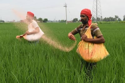 India is the world's largest producer of rice. AFP via Getty Images