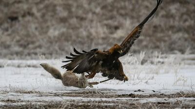 A golden eagle attacks a fox during a hunting competition near Almaty, Kazakhstan. Shamil Zhumatov / Reuters