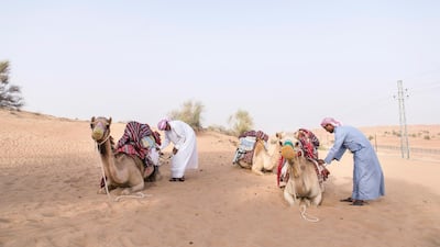 Camels are beloved across the Emirates but a plastic scourge is putting their lives at risk. Reem Mohammed / The National