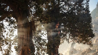 Burned trees in Jird Meshmesh, in Lebanon’s Akkar region. Khaled Taleb for The National
