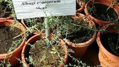 Alhagi graecorum. Ground cover. Indigenous to the Middle East. Courtesy of Melanie Hunt