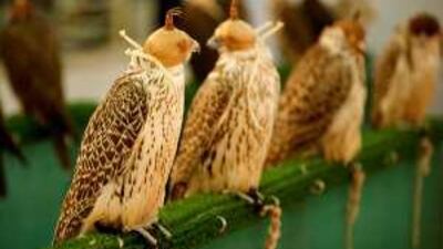 Falcons from the Emirates will be on display at the second International Festival of Falconry.
