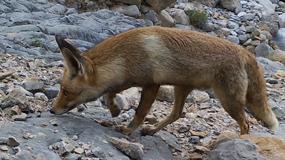 An Arabian red fox on the prowl. Photo: Jacky Judas