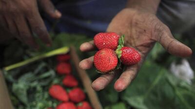 One of the major things to buy at Crawford market is fresh produce such as fruits and vegetables, including these strawberries. Subhash Sharma for The National