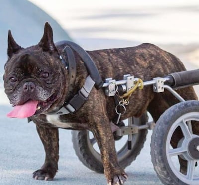 It is not just people Em Ray set out to capture, but animals with disabilies too. Courtesy: Em Ray