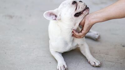 Minnie the French bulldog: Minnie is a sweet, gentle girl who loves to be stroked and cuddled. Her small size makes her the perfect reading companion for younger children. Reem Mohammed / The National