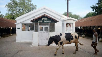 A worker walks with a cow at a dairy farm in Allahabad, Uttar Pradesh, that was opened by the British in 1889 and is now run by the Indian military. Sanjay Kanojia / AFP