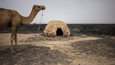 The Afar people are nomadic and keep camels to help survive in the hostile terrains