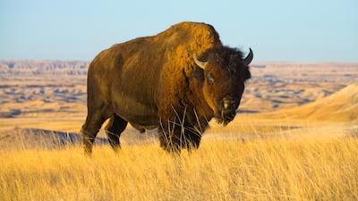 A bison bull at Badlands National Park, South Dakota, in the US. The species is increasing in numbers despite almost being driven to extinction.