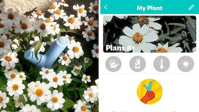 The Parrot Flower Power device, left, planted amongst some zinnias. A screen grab of the accompanying app is on the right. The National Staff