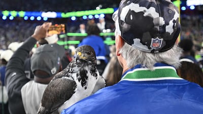 Taima the Hawk, the Seattle Seahawks’ live mascot, is seen on the field after the Seattle Seahawks defeated the New England Patriots during Super Bowl LX at Levi's Stadium in Santa Clara, California. AFP