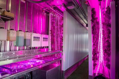 Hydroponics systems allow tonnes of greens to be grown in small spaces. Antonie Robertson / The National