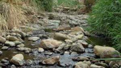 A view of Wadi Wurayah, home to seven previously unknown insect species.