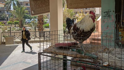 This chicken might prove too expensive for many Egyptians to buy. AFP
