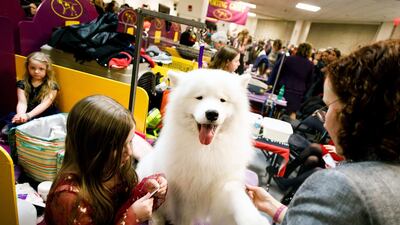 A samoyed named Topper is groomed in the benching area before the start of the second night of the 2019 Westminster Kennel Club Dog Show. Photo: EPA