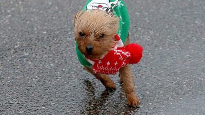 United Kingdom: A small dog wearing a Christmas jumper is blown around in Sidmouth, England. The Met Office has issued a number of severe weather warnings for Christmas. Matt Cardy/Getty Images
