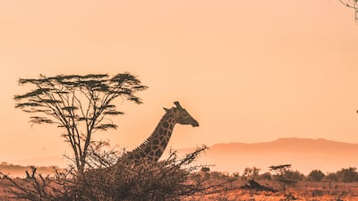 Kenya is introducing a digital travel authorisation process to replace visas from January. Photo: Harshil Gudka / Unsplash