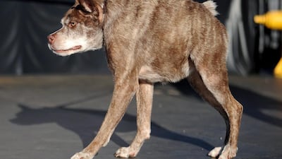 Quasi Modo, whom the owner claims has a back too short for its body, walks on the stage. Josh Edelson / AFP Photo