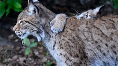 The boreal lynx, a species threatened with extinction in France, is the 'poor relation' of large predators in terms of preservation, its defenders say. AFP