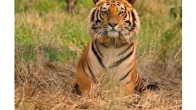 A reader says tigers and other wild animals belong in the wild, not in cages in homes. Rupak De Chowdhuri/ Reuters