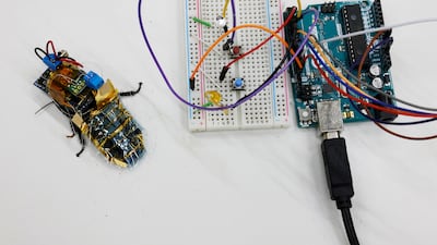 A Madagascar hissing cockroach, mounted with a "backpack" of electronics and a solar cell, is pictured with a remote control broadcast device during a photo opportunity at the Thin-Film Device Laboratory of Japanese research institution Riken in Wako, Saitama Prefecture, Japan September 16, 2022. Reuters