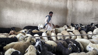 An Abu Dhabi livestock market before Eid. Chris Whiteoak / The National