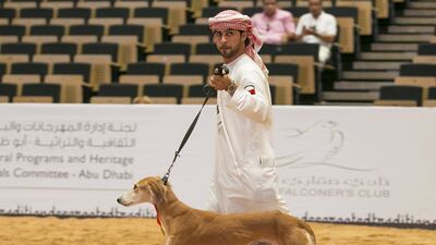 Zeheaban, a four-year-old male saluki, was the male winner of 2014's Arabian Saluki Beauty Contest. Mona Al Marzooqi / The National