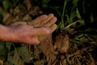 A man holds dry earth from a sugar beet field, as extreme drought hits France, in Cantaing-sur-Escaut. Reuters