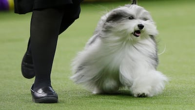 Bono, a Havanese, won the reserve Best In Show - meaning he would be the winner if King was disqualified. Photo: AP
