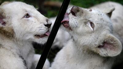 A pair of four-month-old white lion cubs lick the leg of a camera tripod during a visit by Associated Press journalists, inside their enclosure at the Altiplano Zoo in Tlaxcala, Tuesday, Aug. 7, 2018. The Zoo, about two hours east of Mexico City, has welcomed the two white lion cubs born in March and recently presented to the public.(AP Photo/Rebecca Blackwell)