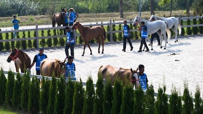 Horses from the UAE Endurance Team are inspected and passed fit to compete at the Pre-Ride Vet Check at the Longines FEI World Endurance Championship in Slovakia. Courtesy Neville Hopwood