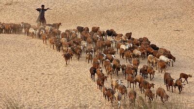 A shepherd walks with his flock of goats at the banks of Mahanadi River in the Cuttack district. Reuters