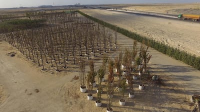 The more than 350 species on-site include olive trees and Washingtonia palms.Courtesy Dubai Parks & Resorts