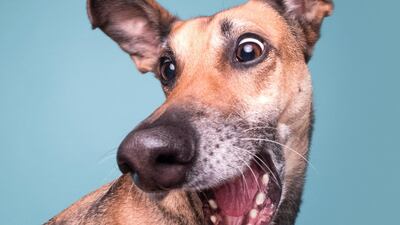 Highly Commended: 'Squirrel' by Elke Vogelsang.