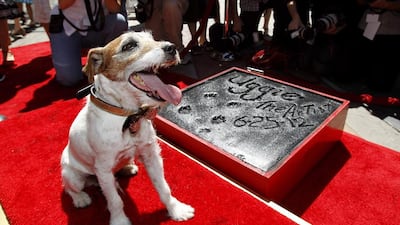 The dog Uggie, featured in the film "The Artist", is pictured after leaving his paw prints in cement in Hollywood. (REUTERS/Mario Anzuoni