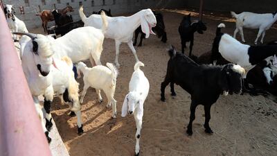 Goats at the Dubai attraction