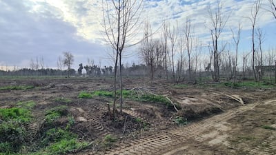 The Forest of Mosul. Photo: Mosul Eye