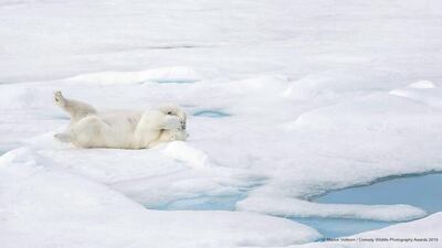 A playful polar bear rubs its eyes in the Arctic. Marion Vollborn Burscheid / The Comedy Wildlife Photography Awards 2019