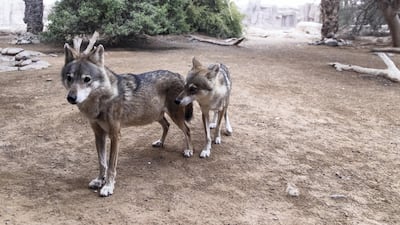 Wolves have room to prowl at the Sharjah wildlife centre