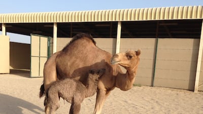 Injaz, the world’s first cloned camel, gave birth on November 2, 2015, to a healthy female calf weighing about 38 kilograms at a centre in Dubai . Photo courtesy Reproductive Biotechnology Centre