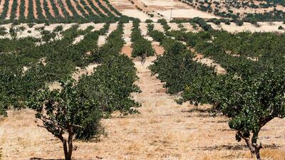 A view of pistachio trees growing at a pistachio orchard in the village of Maan, north of Hama in west-central Syria. AFP