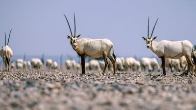 In poor weather, groups are much smaller and tend to comprise one male, a couple of females and their young. AFP