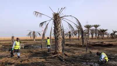 Workers from Eagle, an environmental services and pest control company, look for mosquitos in the irrigation water of a farm in Al Rahba town. Jaime Puebla / The National