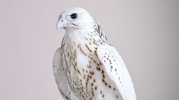 The pure-white Gyrfalcon was the most expensive bird sold in the latest round of auctions at Adihex. Photo: Wam